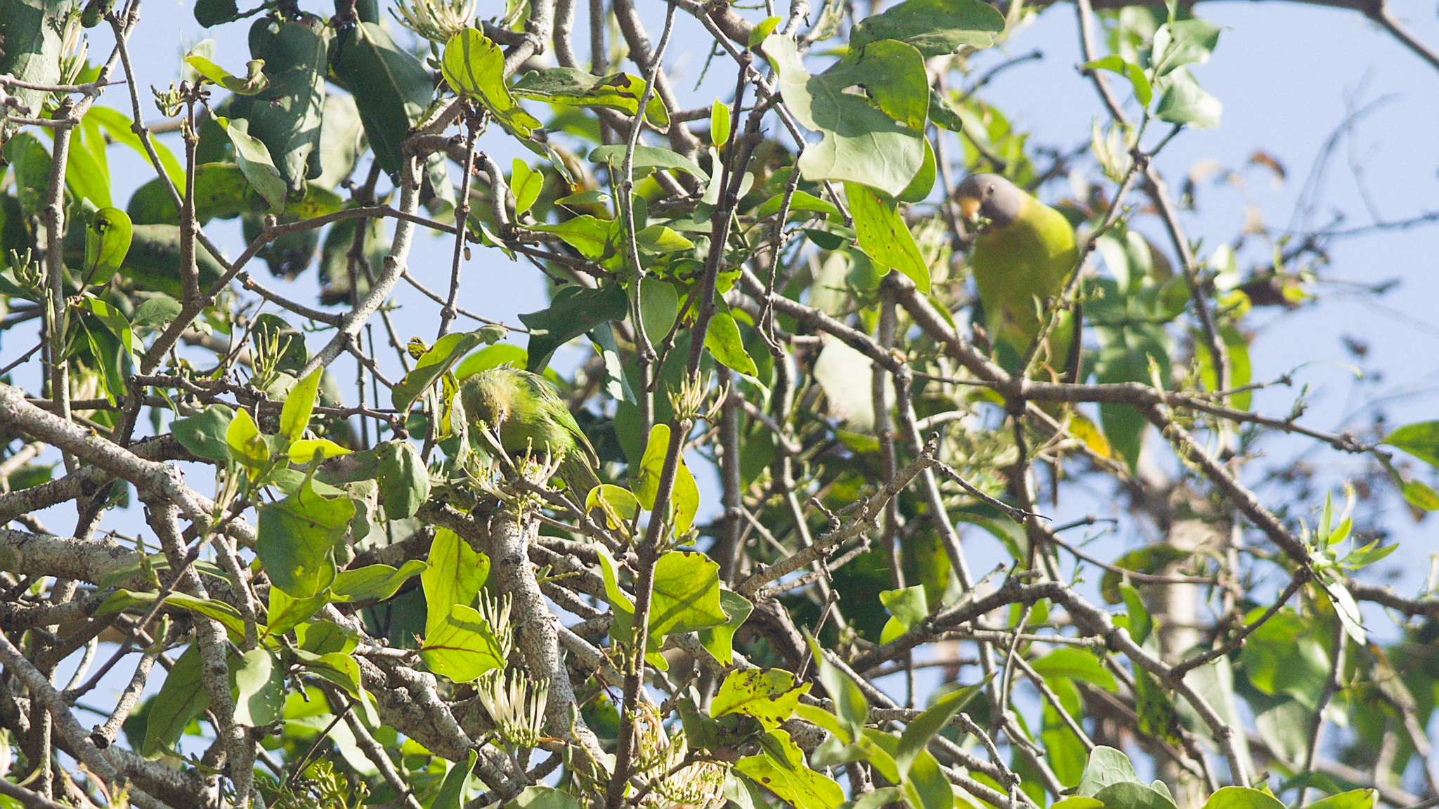 Jerdon's Leafbird (Chloropsis jerdoni), photo 4