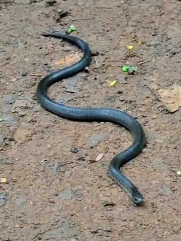 Kampuchea Kukri Snake