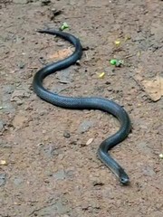 Oligodon kampucheaensis