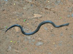 Oligodon kampucheaensis