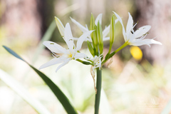 Pancratium illyricum