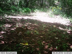 Sylvilagus cunicularius insolitus