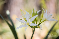 Pancratium illyricum