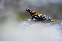 Salamandra corsica