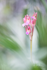 Anacamptis papilionacea papilionacea