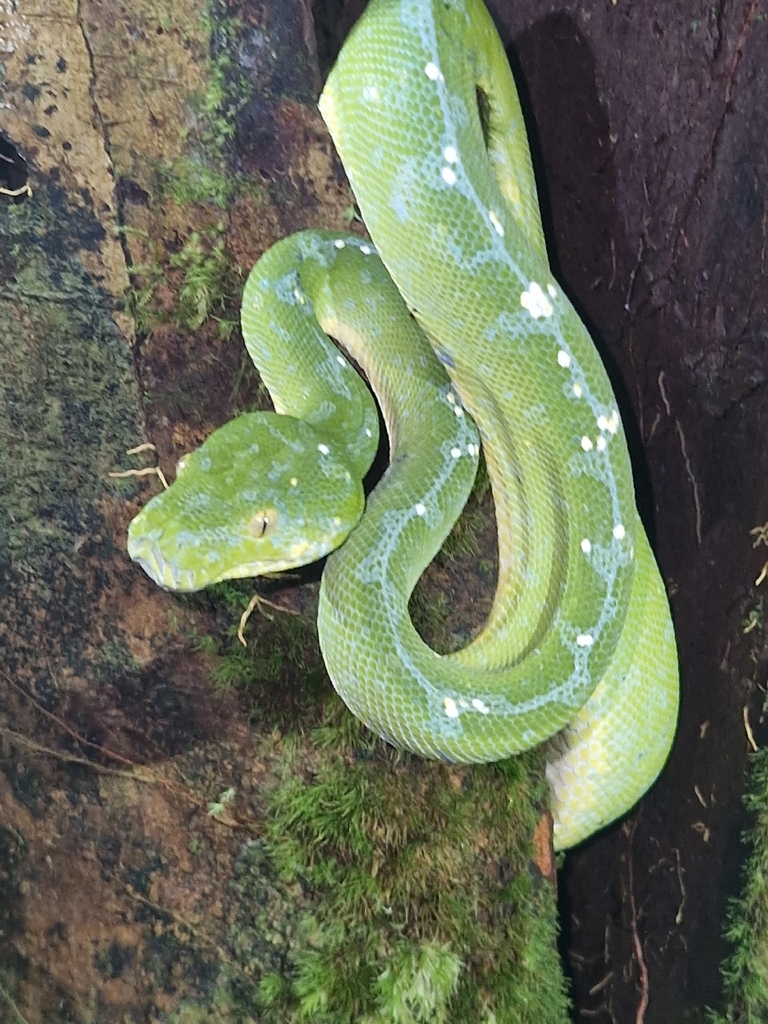 Green Python (Morelia azurea)