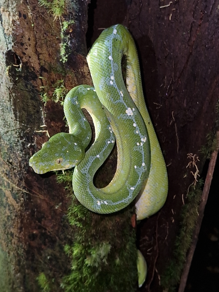 Northern green python (Morelia azurea)