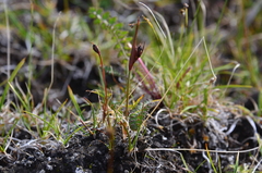 Juncus longirostris
