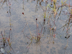 Juncus longirostris