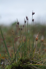 Juncus longirostris