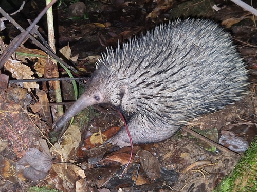 Zaglossus bruijni
