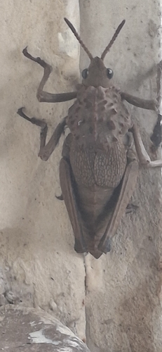 Parapetasia rammei