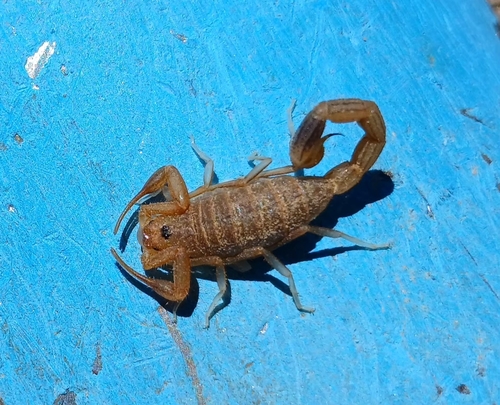 Gracile Lesser-Thicktail Scorpion