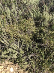 Galium nuttallii nuttallii