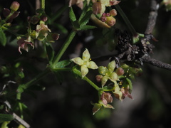 Galium nuttallii nuttallii