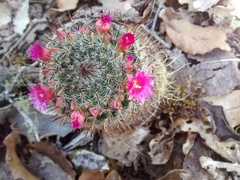 Mammillaria flavicentra