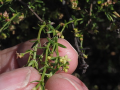 Galium nuttallii nuttallii