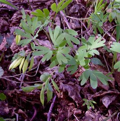 Corydalis intermedia