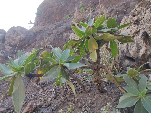 Echium hypertropicum