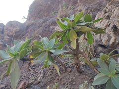 Echium hypertropicum