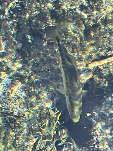 Micropterus salmoides
