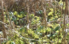 Caltha palustris
