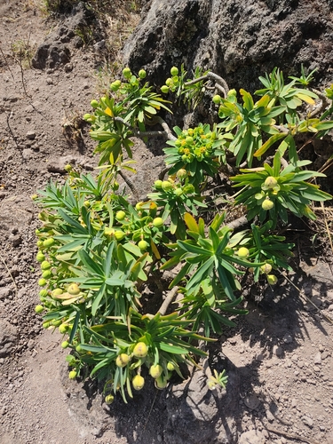 Euphorbia tuckeyana