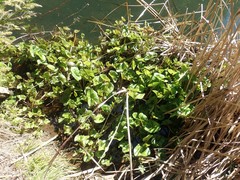 Caltha palustris