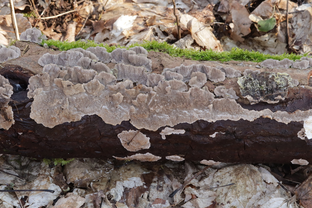 Cerrena unicolor · February 2026 · photo: © bjoerns (iNaturalist, cc-by)