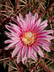Ferocactus macrodiscus macrodiscus
