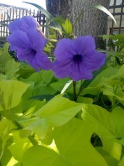 Ruellia