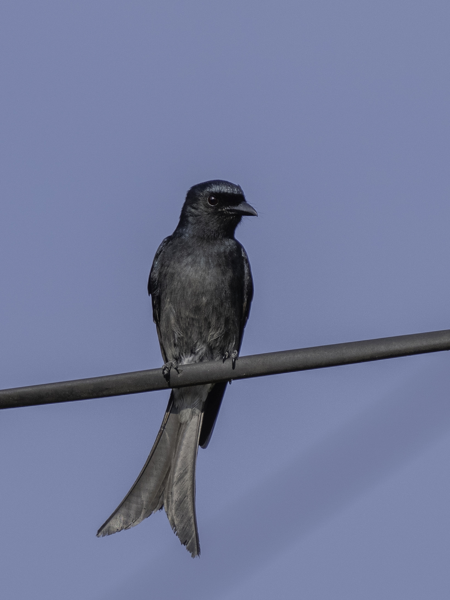 White-bellied Drongo (Dicrurus caerulescens), photo 9