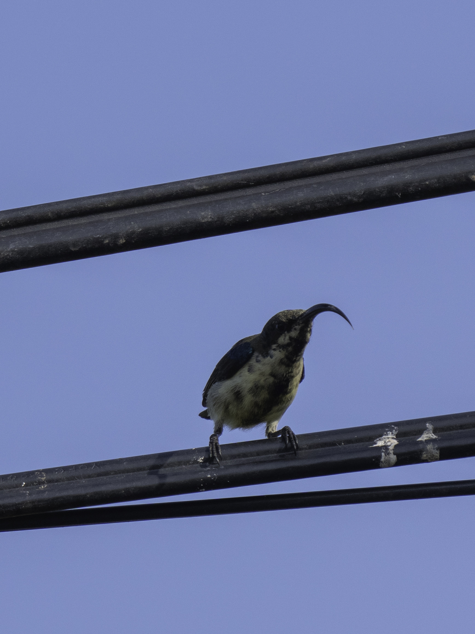 Loten's Sunbird (Cinnyris lotenius), photo 3