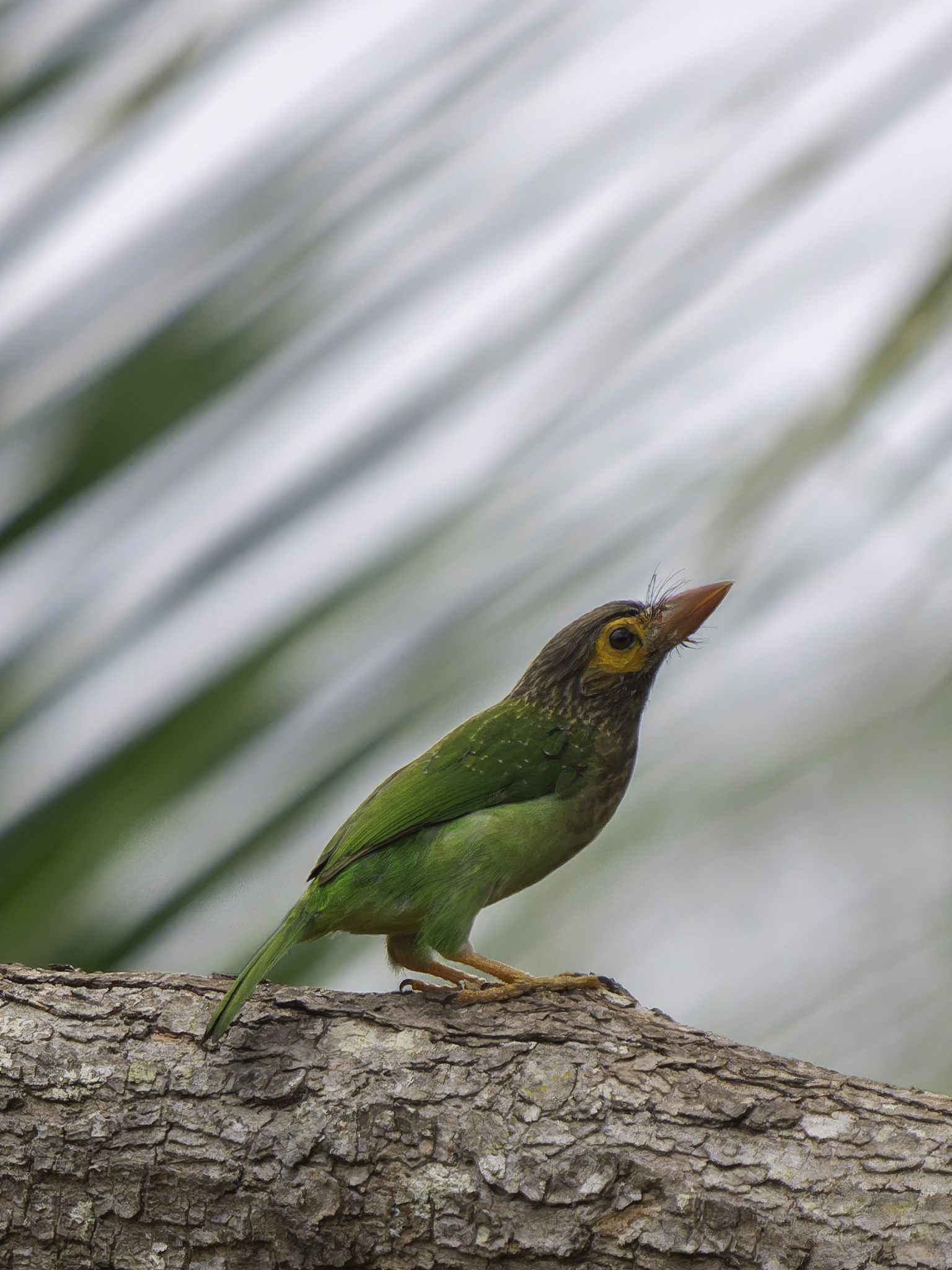Brown-headed Barbet (Psilopogon zeylanicus), photo 5