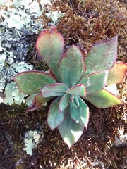 Echeveria nodulosa