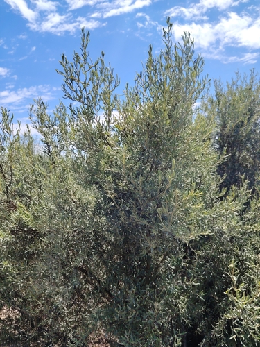 Jume (Suaeda divaricata)