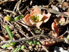 Crassula capitella capitella