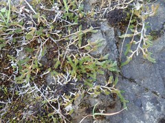 Selaginella wallacei