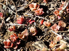 Crassula capitella capitella