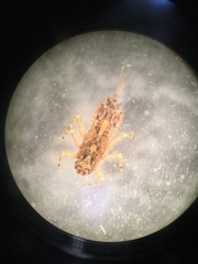 Ephemerellidae
