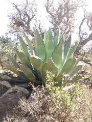 Agave scaposa