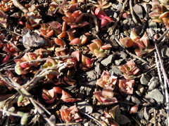 Crassula capitella capitella