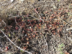 Crassula capitella capitella