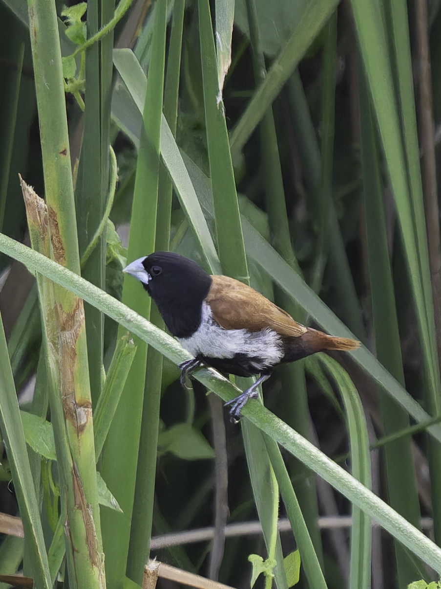 Tricolored Munia (Lonchura malacca), photo 2
