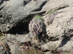 Epilobium canum