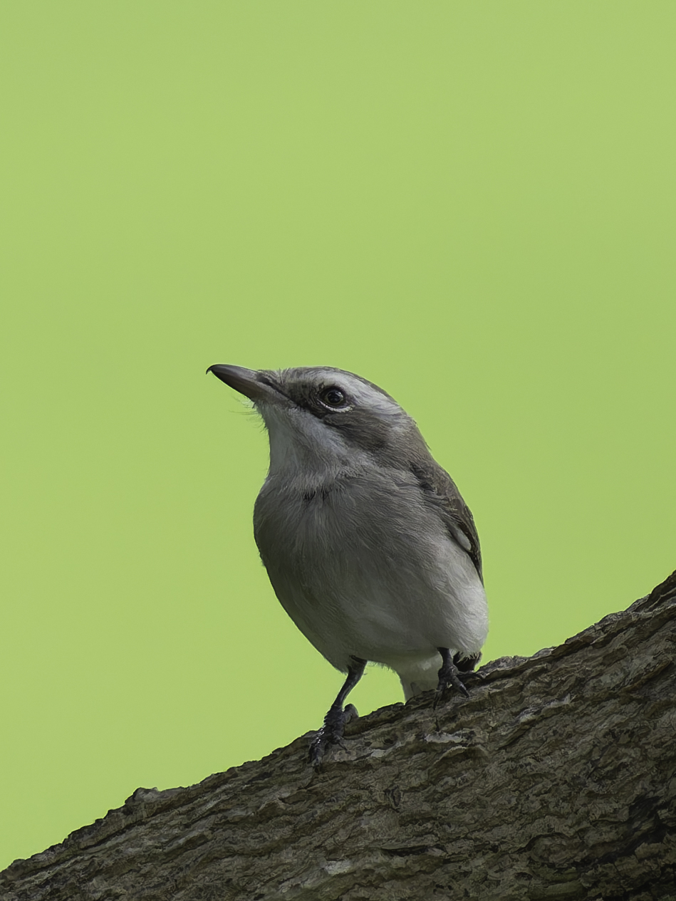 Sri Lanka Woodshrike (Tephrodornis affinis), photo 8
