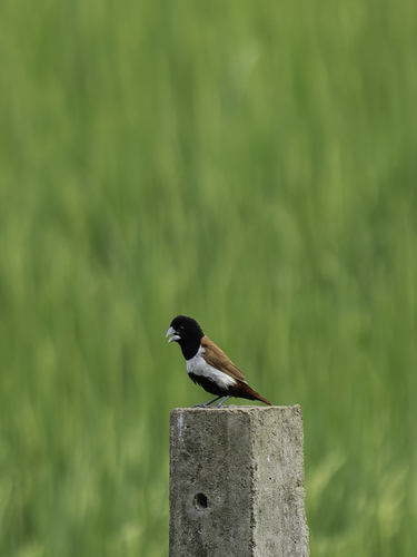 Tricolored Munia (Lonchura malacca)