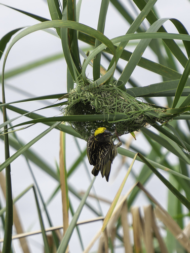 Streaked Weaver (Ploceus manyar), photo 2