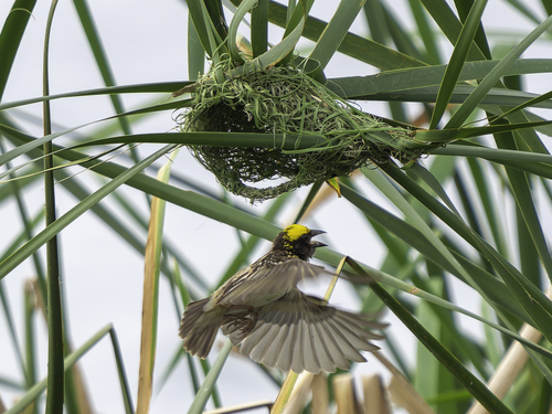 Streaked Weaver (Ploceus manyar)