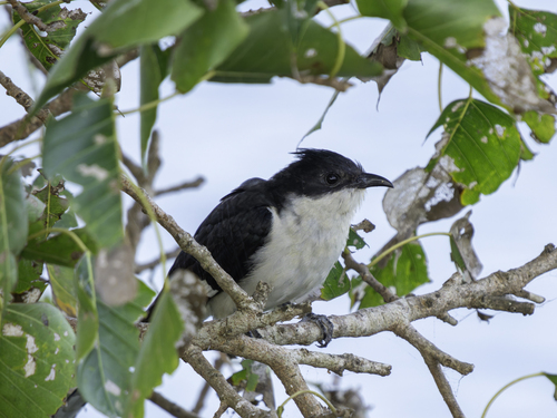 Jacobin Cuckoo (Clamator jacobinus), photo 4